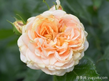 月季推薦，杏子雪崩月季
