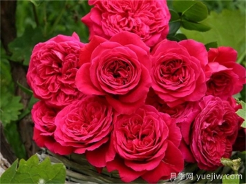 皇家胭脂月季，花朵碩大香味迷人的歐月
