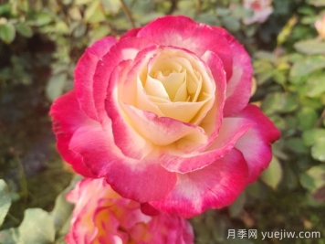 國外園丁最?lèi)?ài)的月季調查，每一款都優(yōu)秀