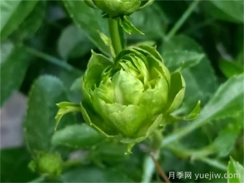 綠色月季推薦，結綠珍月季