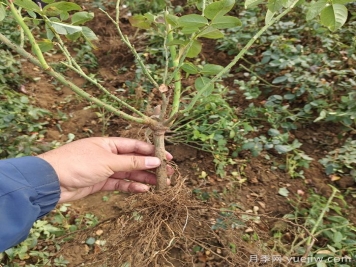 月季裸根苗到手養護，修剪種植步驟很簡(jiǎn)單