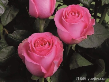 月季推薦，上海夫人月季