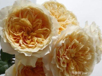艾菲月季介紹，黃色切花，花瓣層疊