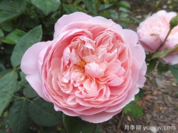 安妮克城堡月季，花姿優(yōu)雅，色彩迷人