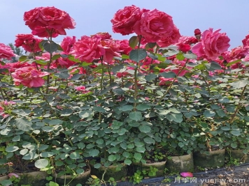 月季瘦弱徒長(cháng)沒(méi)分枝怎么辦？強壯枝條開(kāi)花多的養護辦法
