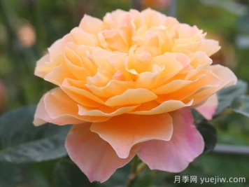 印象派月季推薦，夢(mèng)幻的黃橙色優(yōu)秀爬藤月季