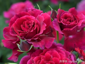 天家胭脂月季?推薦，超濃香，絨質(zhì)瓣，具備你想要的特點(diǎn)