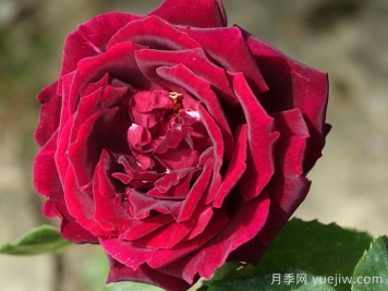 博主評測：玫昂爸爸月季與林肯先生月季香氣對比
