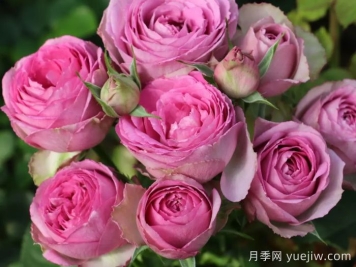 薰衣草蕾絲月季的優(yōu)點(diǎn)和養護
