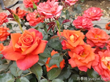 月季真的是藥罐子嗎？如何不噴藥養好月季？