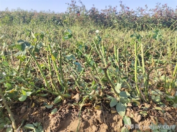月季葉子掉個(gè)不停？光桿月季如何重新發(fā)芽？
