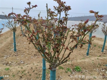 春天月季發(fā)芽期的管理辦法，注意給肥和抹芽