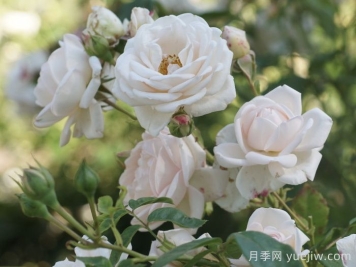 瑪婷吉洛月季介紹，適應性強，香味宜人
