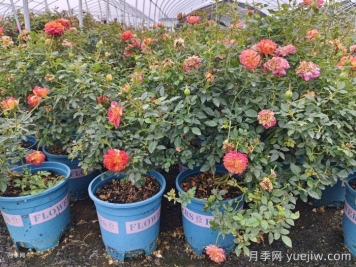 ?拿到網(wǎng)購的歐月月季應該如何種植？