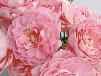 蜜桃果汁陽(yáng)臺月季介紹