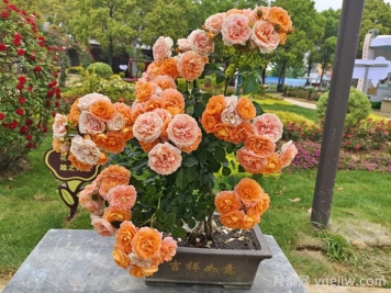 月季成長(cháng)成長(cháng)之路，月季小苗到大苗開(kāi)花的全過(guò)程