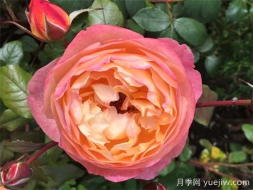 艾瑪漢密爾頓夫人月季，香氣迷人，顏值出彩    