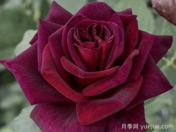 切花暗香月季，濃香版黑巴克