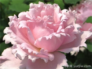 索菲羅莎月季推薦，獨特花瓣，美妙濃香