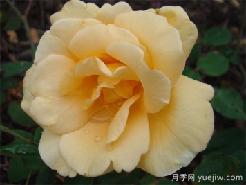 希林頓夫人月季，百年經(jīng)典灌木月季
