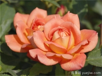 夏洛特夫人月季優(yōu)缺點(diǎn)有哪些？
