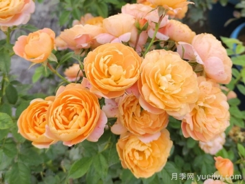 微型月季一年四季花開(kāi)不斷，微型月季栽培手冊