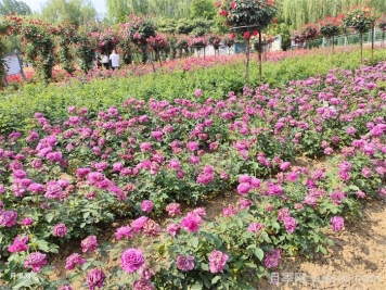 12種常見(jiàn)花境類(lèi)型，你喜歡哪一種？