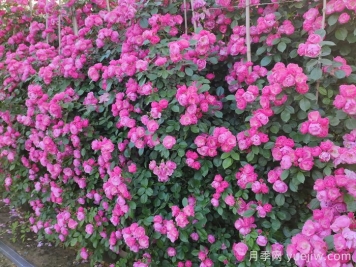 庭院花園植物搭配指南，打造精彩院落