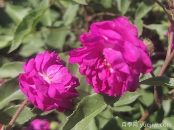 月季推薦，葡萄園之歌月季