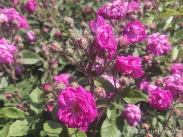 歐月月季介紹，葡萄園之歌月季