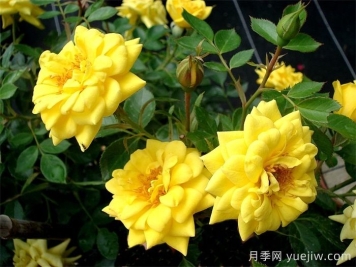 微型月季推薦，黃金珠寶月季