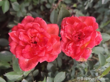 月季推薦，草裙舞女月季
