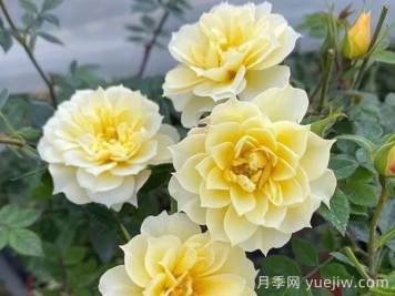 超微月季推薦，黃金姬月季
