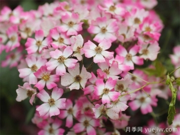 微月月季推薦，遮陽(yáng)傘月季
