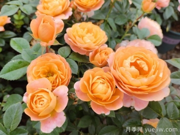 10種經(jīng)典月季花品種，開(kāi)成花海很驚艷