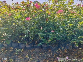 盆栽微型月季的養殖辦法，做好三點(diǎn)開(kāi)花不斷