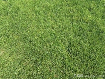 開(kāi)春以后草坪如何快速返青？