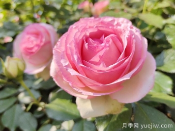 藤本月季的特征、品種、養護