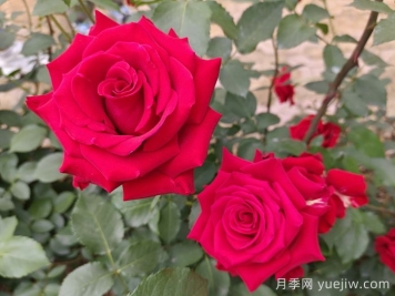 月季的專(zhuān)業(yè)名詞解析，看懂術(shù)語(yǔ)