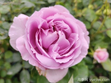 賞中國月季文化，詩(shī)詠月季花