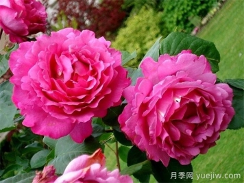 九大精品濃香月季品種，花香滿(mǎn)屋