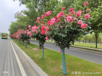南陽(yáng)叫響“世界月季名城”品牌，推進(jìn)月季種植增植