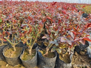 什么是抹芽？為什么春天月季要抹芽？