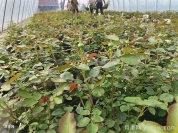 月季花很好養，春秋購買(mǎi)成活率高