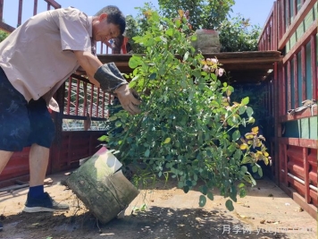月季花的修剪技巧是什么？如何讓月季花開(kāi)得更漂亮？