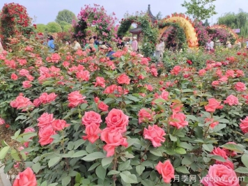 如何打造一個(gè)月季花園？品種選擇、花園規劃、工具準備