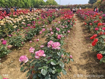 園林景觀(guān)工程包含哪些具體施工項目和施工標準？