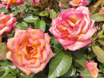 觀(guān)花樹(shù)種在園林綠化中長(cháng)盛不衰，有哪些花木？