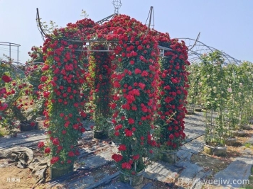 爬藤月季怎么牽引到墻壁上？輕松做月季花墻