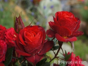 月季推薦，日蝕王陽(yáng)臺月季